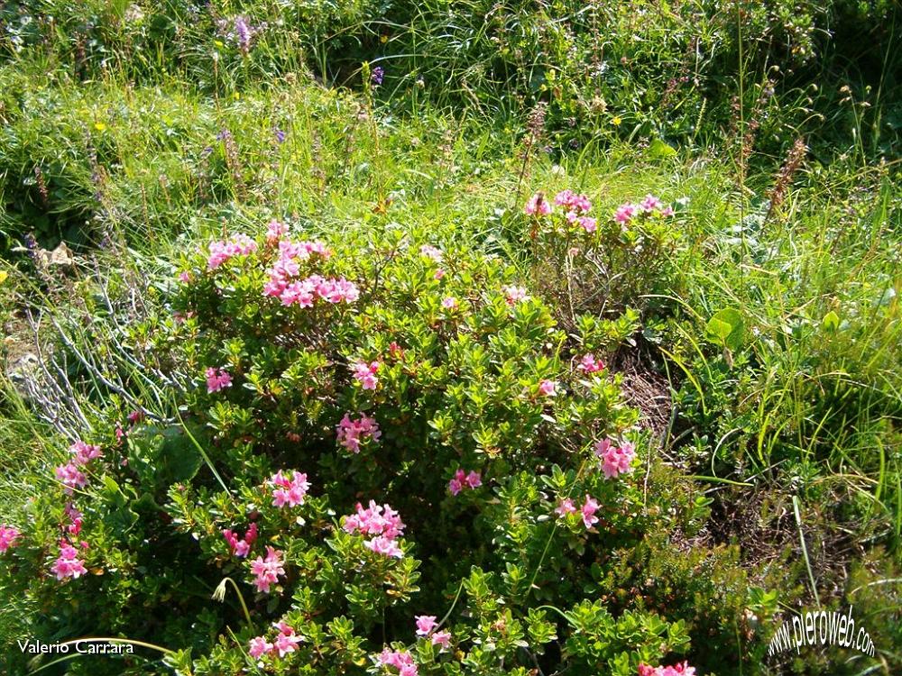 Tanti altri fiori sempre nella conca dei Campelli (10).jpg